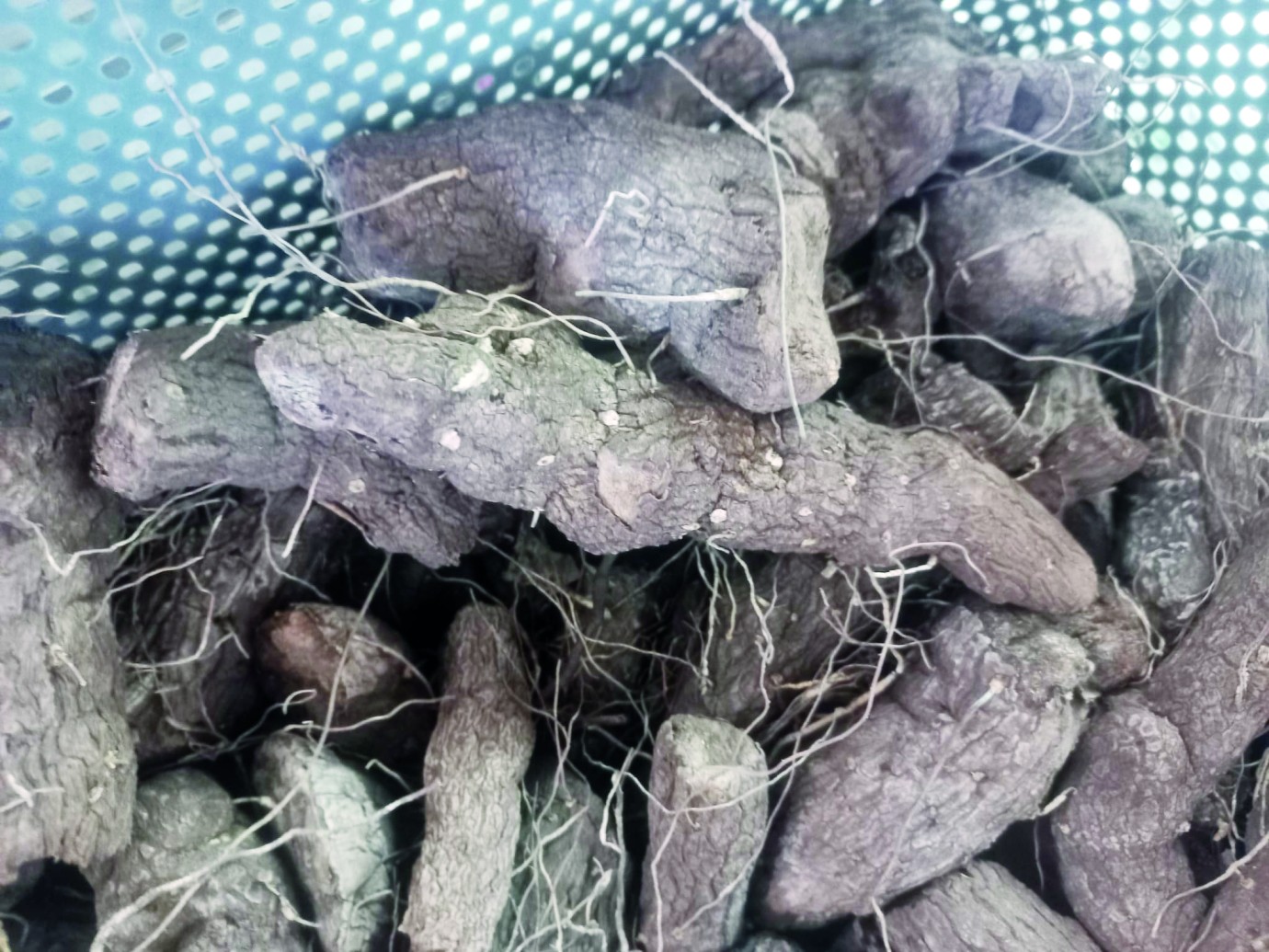 Adam Otu Ağrılara Doğal Destek Sağlıyor 